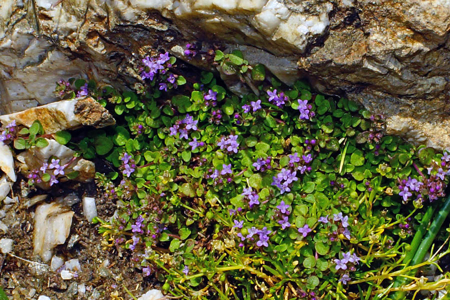 Mentha requienii subsp. requienii / Menta di Requien